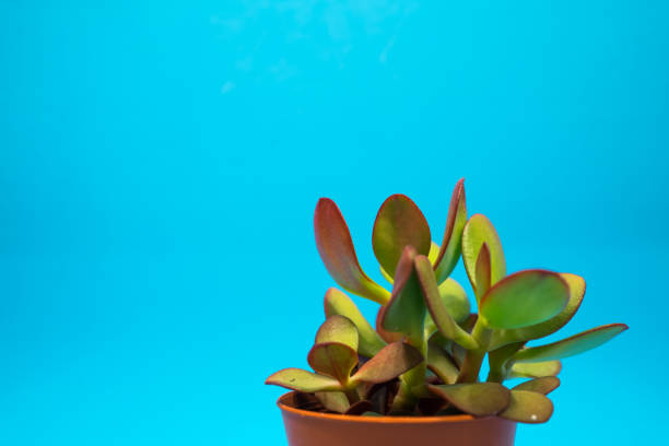 pera espinosa en maceta con fondo azul - uruguay ignacio spiked del fotografías e imágenes de stock