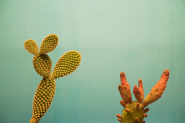 pera espinosa minimalista con fondo azul - uruguay ignacio spiked del fotografías e imágenes de stock