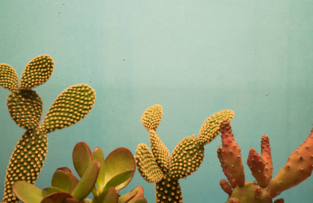 pera espinosa minimalista con fondo azul - uruguay ignacio spiked del fotografías e imágenes de stock