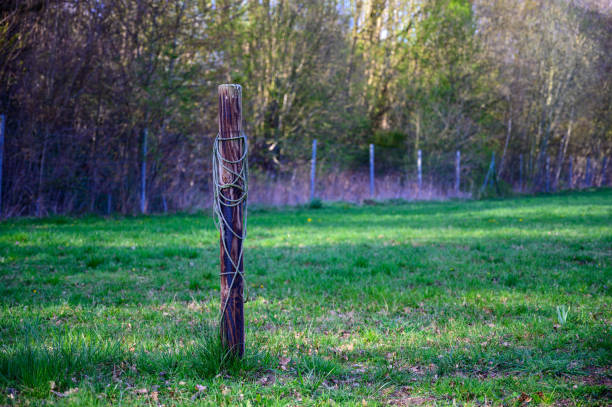 poste de madera individual en un parque entrelazado con alambre - wooden post wood grass string fotografías e imágenes de stock