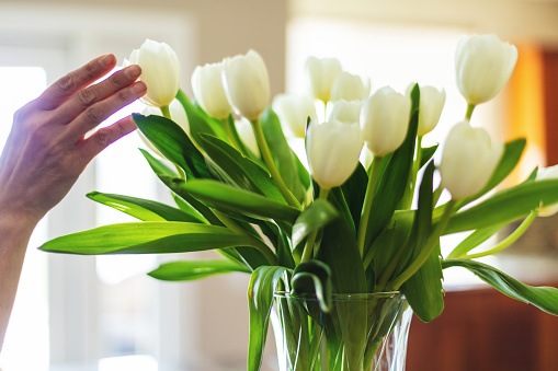 In Western Colorado Hand of Mature Female Arranging Bunch of White Tulips in Glass Vase in Beautiful Setting (Shot with Canon 5DS 50.6mp photos professionally retouched - Lightroom / Photoshop - original size 5792 x 8688 downsampled as needed for clarity and select focus used for dramatic effect)