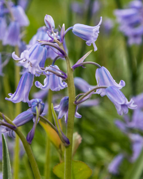 istock Beautiful flowers in the garden 1218854067