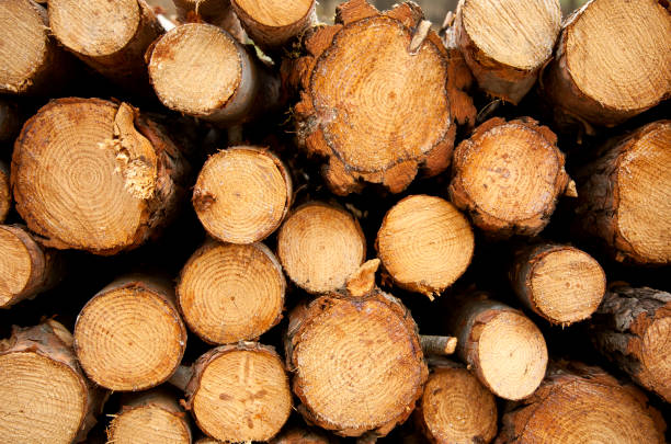 istock Pile of chopped tree trunks in winter fores 1218854134
