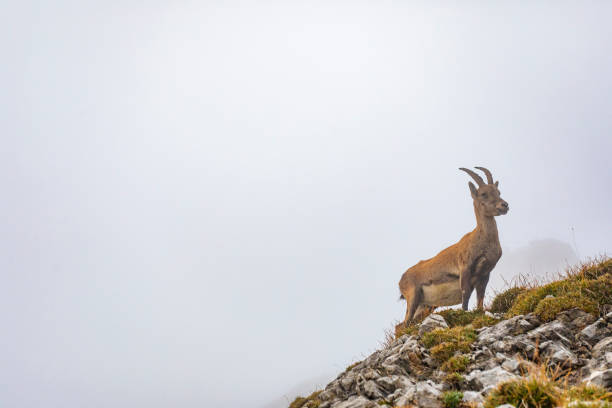Image taken at an altitude of 2640m looking east, near the Quintino Sella refuge