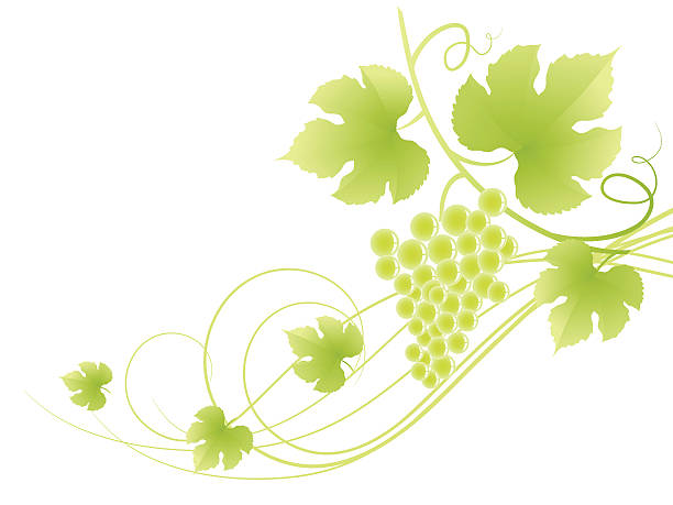 красивый зеленый виноград лоза фоне. - 4592 stock illustrations