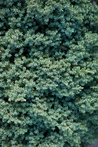 Juniperus procumbens Juniperus procumbens close up juniperus procumbens stock pictures, royalty-free photos & images