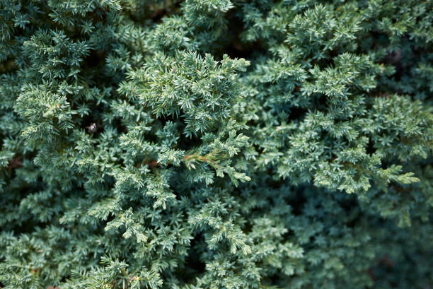 Juniperus procumbens Juniperus procumbens close up juniperus procumbens stock pictures, royalty-free photos & images