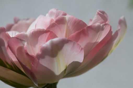Closeup of a pink peony tulip in bloom