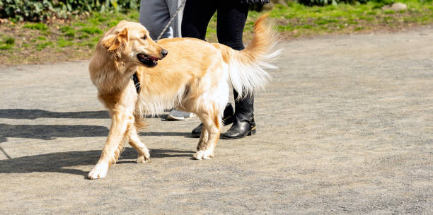 istock Golden Retriever Looking Behind as Walks in Park 1218857702