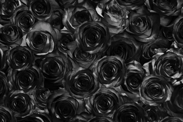 istock blue roses with  isolated on a black background. 1218857865