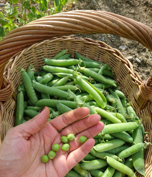 Hand Holding Freshly Picked Green Peas Over Wicker Basket stock photo