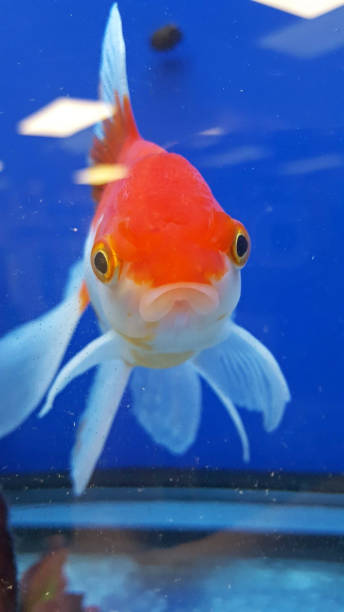 istock Gold fish in a water tank 1218859097