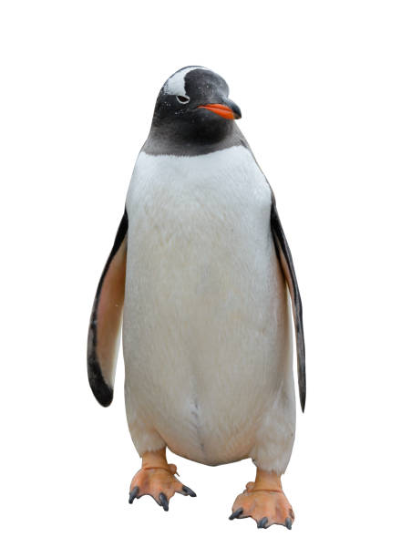 istock Gentoo penguin isolated on white background 1218859827