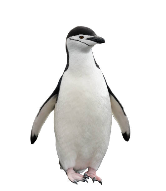 istock Gentoo penguin isolated on white background 1218859832