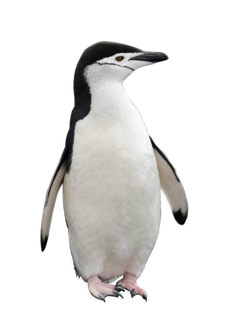 istock Gentoo penguin isolated on white background 1218859836