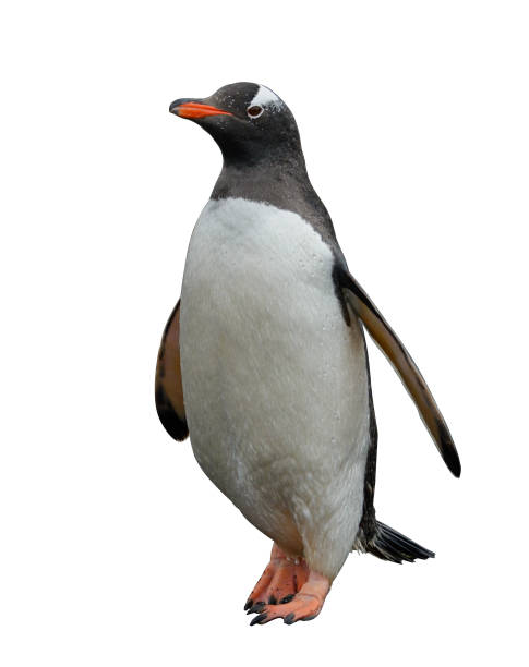 istock Gentoo penguin isolated on white background 1218859860