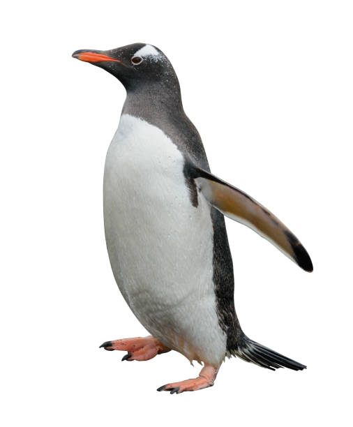 istock Gentoo penguin isolated on white background 1218859874