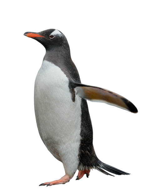 istock Gentoo penguin isolated on white background 1218859971