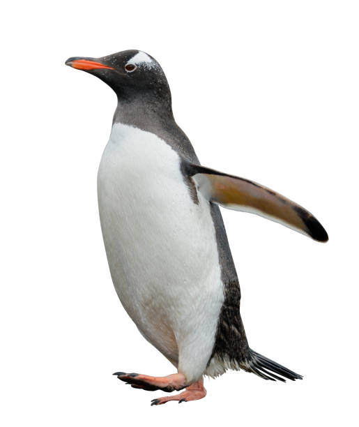 istock Gentoo penguin isolated on white background 1218859978