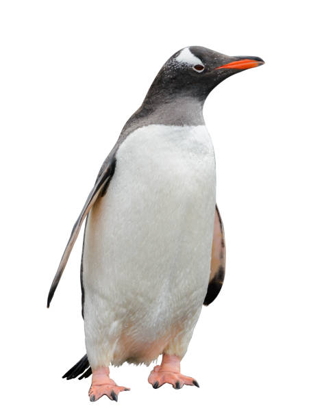istock Gentoo penguin isolated on white background 1218859983