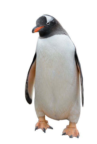istock Gentoo penguin isolated on white background 1218859991