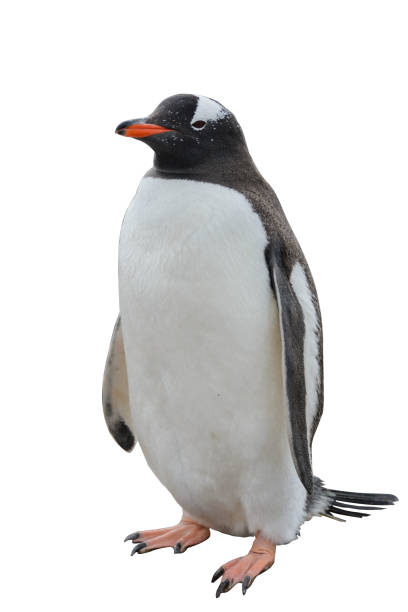 istock Gentoo penguin isolated on white background 1218860001
