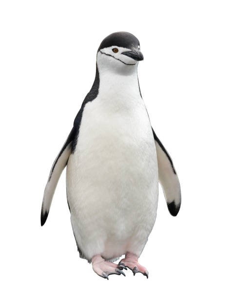 istock Gentoo penguin isolated on white background 1218860005