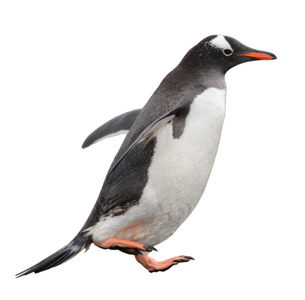 istock Gentoo penguin isolated on white background 1218860011
