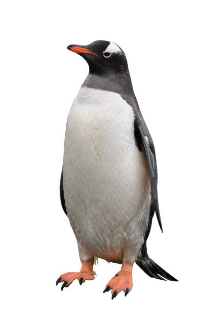 istock Gentoo penguin isolated on white background 1218860016
