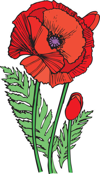 ручка и чернила восточный мак - oriental poppy stock illustrations