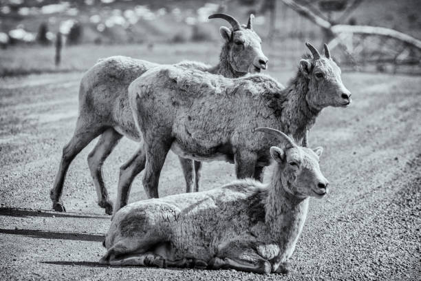 istock Bighorn sheep ewes 1218865197
