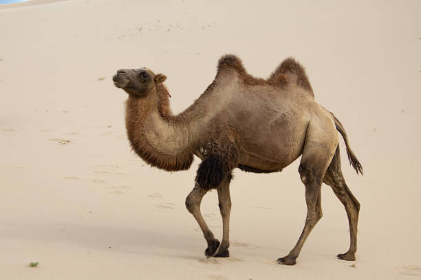 낙타 낙타 박트리아누스 모래 언덕 에 호라이즌 - bactrian camel 뉴스 사진 이미지