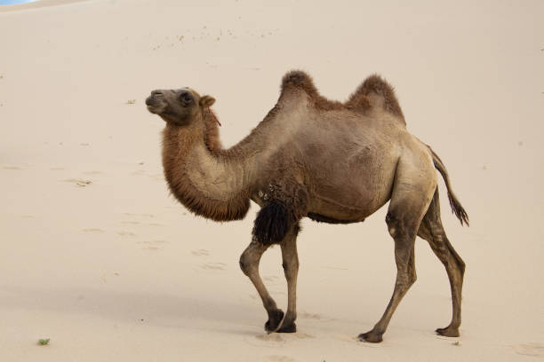 camels camelus bactrianus sand dunes on horizon - bactrianus imagens e fotografias de stock