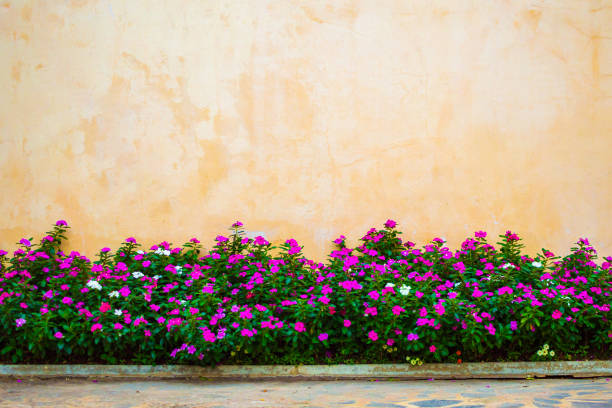 Beautiful flowers garden with concrete wall background
