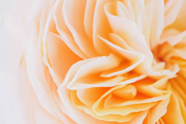 istock Beautiful rose flower close up abstract background 1218865598