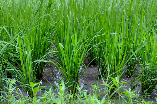 Close up shot of growing green rice paddy leaves