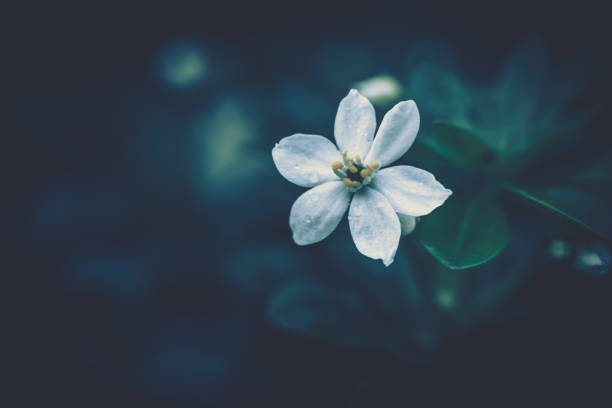 istock flower background; Close up; vintage style 1218866471