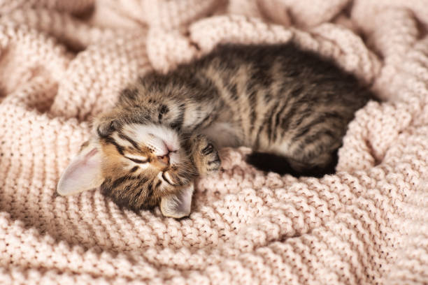istock Cute little red kitten sleeps on fur white blanket 1218866677