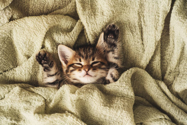 istock Kitten closed in towel warm sleepy small white 1218866683