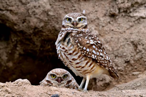 This pair of burrowing owls was watching over their burrow on a perfect April evening in Southeast Idaho.