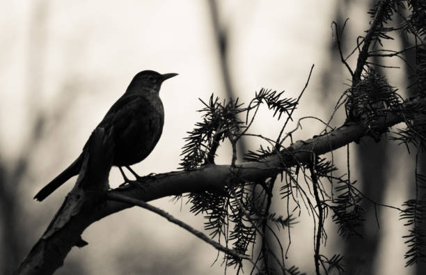 istock Blackbird on a branch in Bucharest 1218866959