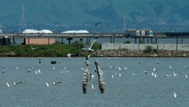 istock Birds Resting on Piers in SF Bay 1218867190