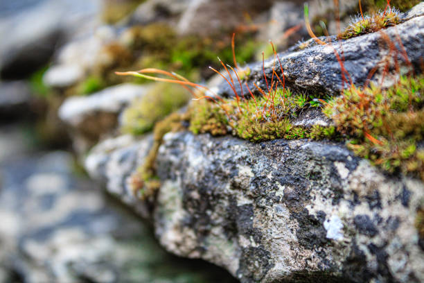 megalityczne grobowce w carrowmore - carrowmore zdjęcia i obrazy z banku zdjęć