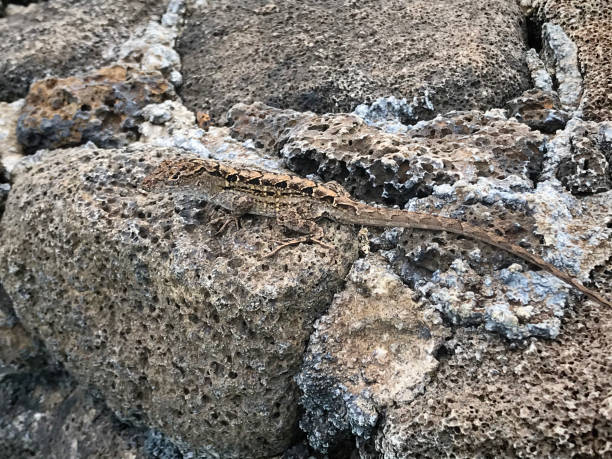 Camouflage ornate tree lizard or gecko lizard resting on a volcanic rock in Kauai, Hawaii.
