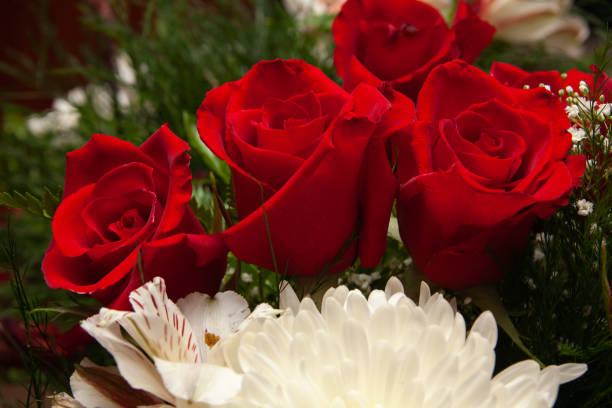 fresh roses, flower bright background