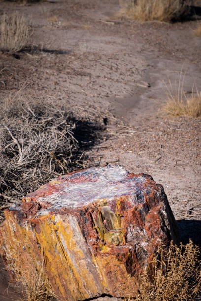 istock Petrified Log Petrified Forest National Park 1218870000
