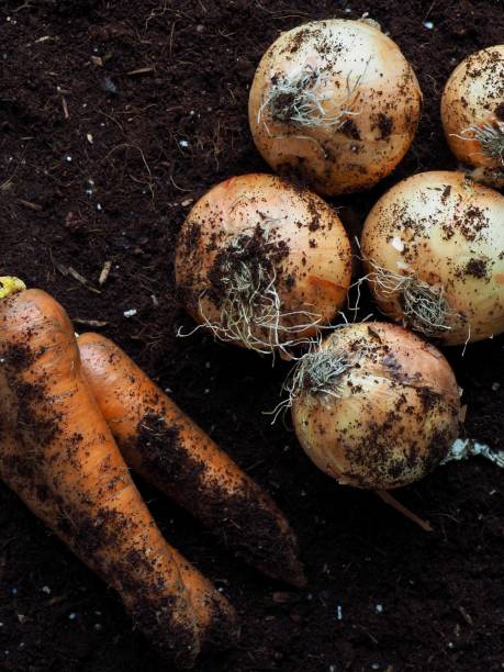 istock Fresh Organic Carrots and Onions 1218870041