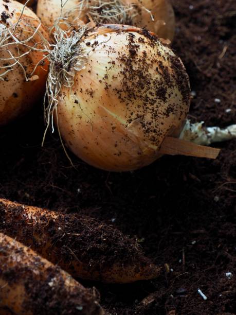 istock Fresh Organic Carrots and Onions 1218870046