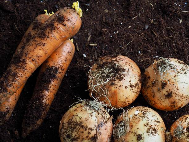 istock Fresh Organic Carrots and Onions 1218870066