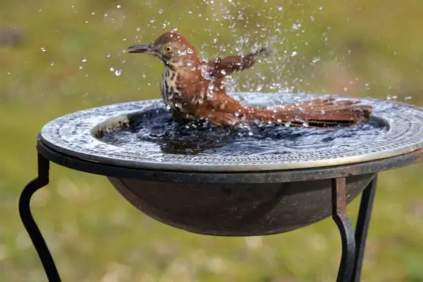Brown Thrasher splashes in a front yard birdbath.